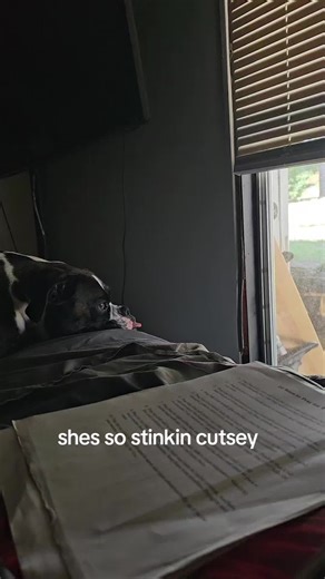 she makes me laugh...lol #tongue #sleepy #funnypets #viralpets #creatorsearchinsights