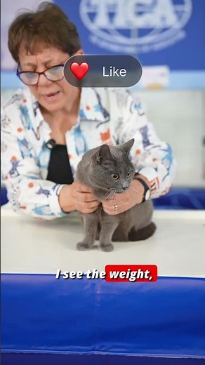This Rare Cat Has a 500-Year-Old Story 💙