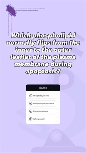 med's go | Phosphatidylserine is normally located on the inner leaflet of the plasma membrane, maintained there by ATP-dependent flippases. During... | Instagram