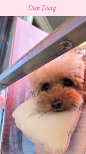 Chiffon the Maltipoo : Dog-friendly lifestyle, dog mom & fashion on Instagram: "It definitely felt like 47 years though! 🐩 I never like to be left alone and get very sad if no one is with me😢 Luckily my mommy takes me with her every chance she gets. #dogthoughts #toypoodle #puppyface #cutedog #doggo #doglife #moodle #doodledog"