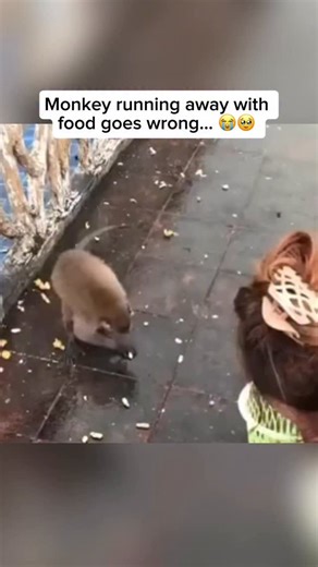 A monkey was collecting nuts from the ground near a group of tourists. After grabbing a few, it quickly ran off to avoid being caught. However, the floor was slippery, causing the monkey to slide and fall before regaining its balance and continuing its escape. This moment shows how intelligent and opportunistic monkeys are when it comes to finding food, but also how their quick movements can sometimes lead to unexpected mishaps. Credit unknown Please DM us for credit #animals #cuteanimals #anima