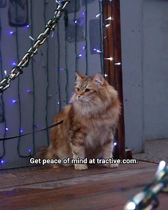 2.1K views · 934 reactions | The best GPS Pet Tracker for pet lovers!   Live Tracking: Know where your pet is in real-time  Get alerted when your pet leaves the designated area  Track your pet's health and fitness levels  View all the places your pet has explored  100% Waterproof Join the thousands of pet lovers who trust Tractive to keep their pets safe. Order now and track your pet's adventures! | Tractive | Facebook