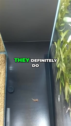 Will shrimp crawl out of a tank? Taiwan Bee Starter Pack: https://flipaquatics.com/products/taiwan-bee-starter-pack Taiwan Bee Assorted: https://flipaquatics.com/products/10-assorted-taiwan-bee-shrimp Other Helpful Links: 👨‍👩‍👧‍👦 Unlock exclusive content & perks — Join the Aquarium Club! Join here 👉 https://www.youtube.com/channel/UCwqXcfzaWIkNPtvlYuLb1Dg/join 👾 Join our Flip Fam on Discord — chat, learn, and connect with our community! Hop in here 👉 https://discord.gg/NTcvt5YuYH 📺 Subsc