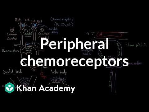 Peripheral chemoreceptors | Respiratory system physiology | NCLEX-RN | Khan Academy