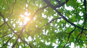 Liquidambar styraciflua, called American sweetgum Stock Video