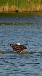 1.6K views · 2K reactions | Adult bald eagle hanging with one of its kids in the pond.. #Sony #sonyalpha #sonyphotography #sonyprousa #natgeo #natgeoyourshot #natgeowild #eagles #baldeagles #usa #birdsofprey #predator #birds #wildlife #wildlifephotography #natgeowildlife #birdsofinstagram #birdwatching #wildanimals #wildlifeplanet #naturelovers #naturephotography #bbcearth #natgeowildlife #wildlifeconservation | Mike J Dukarm | Facebook