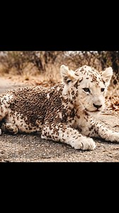 1.6K views · 32 reactions | Baby Lion Rescued from Severe Parasite Infestation | Emotional Wildlife Rescue | World Event Record | Facebook