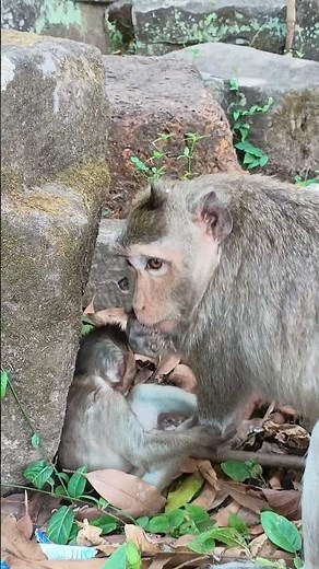 Baby Monkeys Find Peanuts in the hiding under the leaves 🥜🐒 (So Cute!)”