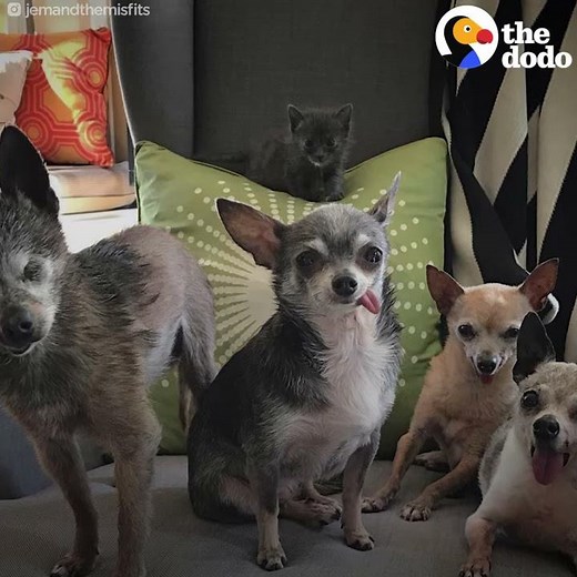 Rescue Kitten Moves In With 4 Senior Chihuahuas