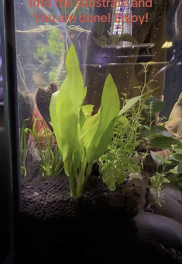 How to Plant an Amazon Sword Plant in Your Aquarium
