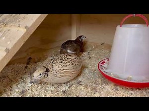 Coturnix Quail Crowing Rooster (Celadon)