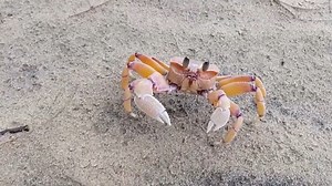 The Crustaceans That Use Perfect Strategy in a Ruthless World
