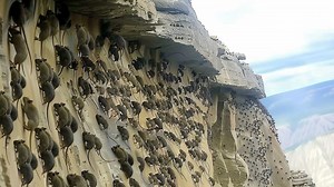 7.3M views · 62K reactions | Japan had an island infested with snakes, so they did this! | Top 10s | Facebook