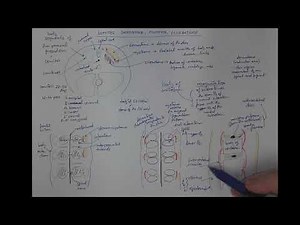 11_06 Somites, dermatome, myotome, sclerotome