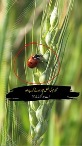 5.7M views · 176K reactions | #ladybug #urdu #hindi #story #viralreels | Viral in Pakistan Media | Facebook