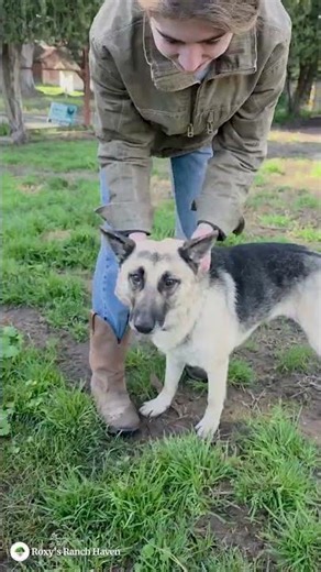 George & Georgina’s Story! 💛 #shortsfeed #dogs #rescuedog