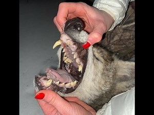 Calling Old Educated Breeding Coyotes with Vocalizations & Breeding Sounds!This coyote is OLD! S9E20