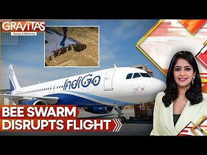 India: Bees Delay Jaipur-Bound IndiGo Flight By An Hour | WION | GRAVITAS
