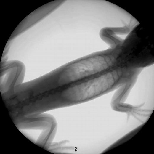 XROMM: Alligator Breathing: X-Ray Movie 1