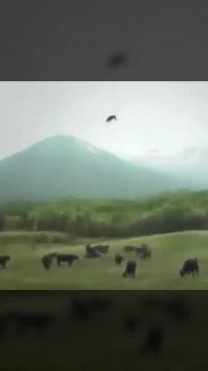 UFO Abducting Cow Caught on Camera
