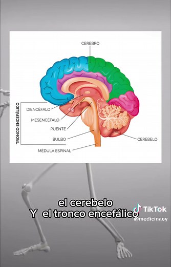 Explorando el Encéfalo: Anatomía y Funciones