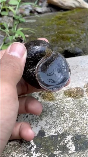 saving the golden snails from drying out#shorts