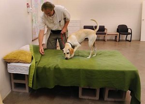 Colorado bed bugs back – and biting