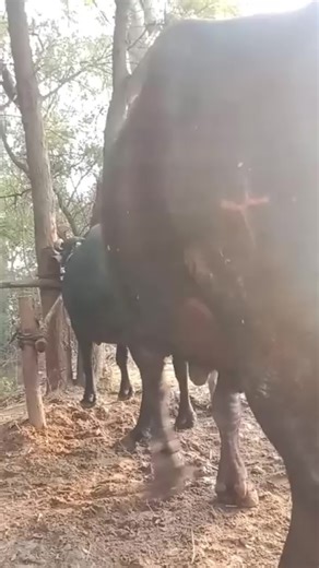 Cute Buffalo Animals Meeting and Breeding