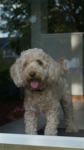 Is Pest Control Safe for Dogs? Here’s the Truth