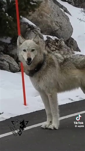 This is a GPS collared wolf. Unfortunately collaring can be traumatic on a wolf. They are generally trapped and sedated for the collar to be put on, or they are darted with sedation from an Ariel view point. Either way they are a judas wolf until a human can get to them. Quite often ear tags are put in as well. Wolves ears are very sensitive and can become infected by the tag. Lastly, GPS collars can be hacked by hunters, some organizations who practice this also share the GPS locations which hu