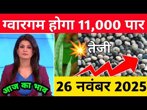 26 November 2025 Guar price today, Guar rate today, latest Guar price, Guar market price, #Guarma...