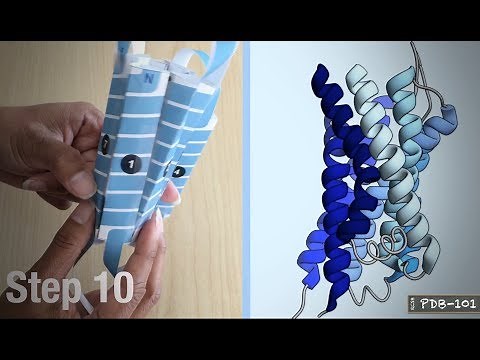 Build a Paper Model of a G Protein-Coupled Receptor (GPCR)