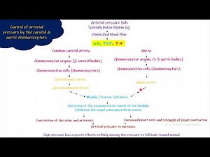 Blood pressure control by Chemoreceptors. Chapter 18 part 7. Guyton and Hall Physiology.