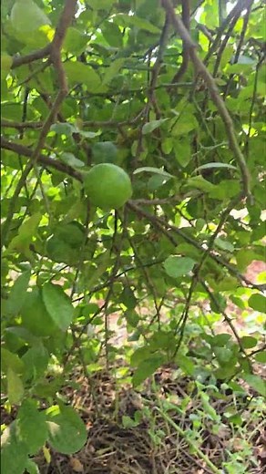 Lemon 🍋 Tree #farming