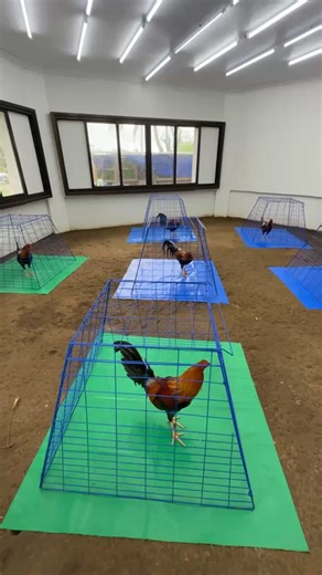 Ramon Bong Revilla, Jr. on Reels