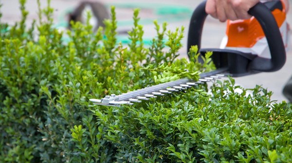 Buchsbaum schneiden: Wann ist der Form-Schnitt wirklich notwendig