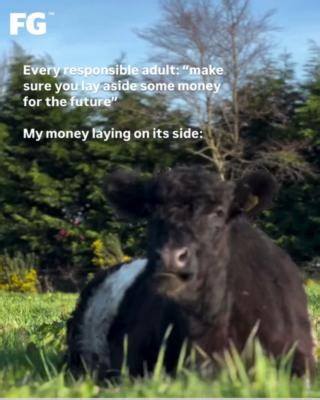 4.4K views · 31 reactions | The only stock a farmer needs...   Sophie Bell | Farmers Guardian | Facebook