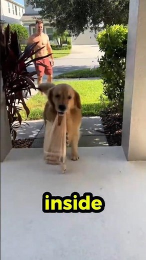 This Dog Takes Grocery Delivery VERY Seriously 😂