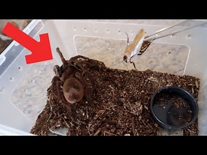 Giant Cockroach VS Giant Tarantula