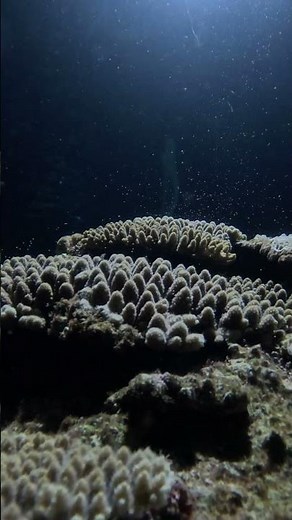 2024.5.26 サンゴの産卵 coral spawning(OKINAWA)
