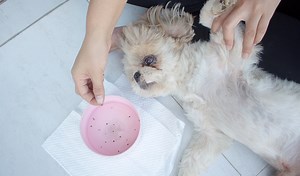 Cheap Homemade Flea Trap for Less Than $1