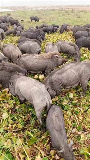 Exploring Beautiful Indian Pig Breeds in Wildlife