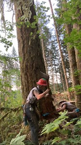 36K views · 627 reactions | Wedge poundin' monkey 望  #timberfaller #toolsofthetrade #chainsaw #bluecollar #timber #woodwork #womenwhowork #bluecollarworkers | Timber Falling Couple | Facebook