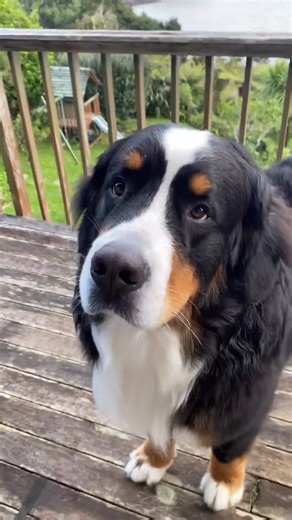 Beach DIY Dog Wash = a paw-fect day! 💛 Heading out on an adventure this weekend? From muddy paws to sandy snouts, freshen up before heading home at Animates DIY Dog Wash. 📍 Available at selected Animates stores. 🐶 @tej_bernese | Animates Vetcare NZ