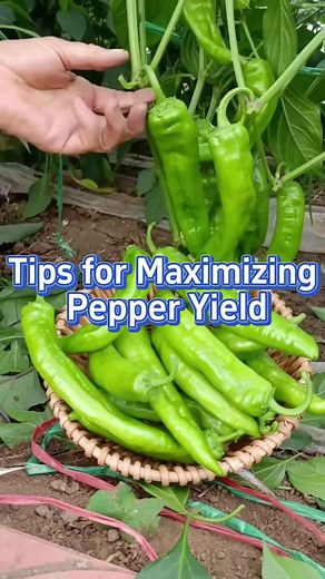 Boost Your Pepper Yield with Rice Vinegar & Baking Soda