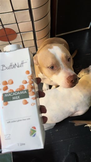 And now, these vegan tendencies all of a sudden? Bra just steal biltong like a normal dog. #fyp #dogsoftiktok #pitbull #pitbullsoftiktok #pitbulllove