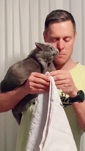 Not just a cat - a dog/child/monkey. #cat #catsoftiktok #catvideo #fyp #hothusband