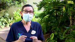 Disney's Animal Kingdom announces 3 rhinos are expecting at park