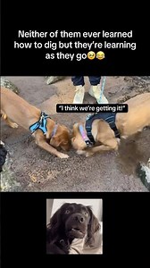 Learning as they go🥹 #fyp #viral #animals #dog #dogs #sand #funny #learning #fypシ #shorts #ytshorts