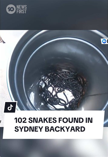 A Sydney couple is still reeling after 102 red belly black snakes were pulled from their backyard. Initially, the residents thought they were dealing with just six of the venomous creatures, with the mega nest find amazing even seasoned snake handlers. 10 News First’s Ali Donaldson was there. #10newsfirst #snakes #snake #australia #sydney